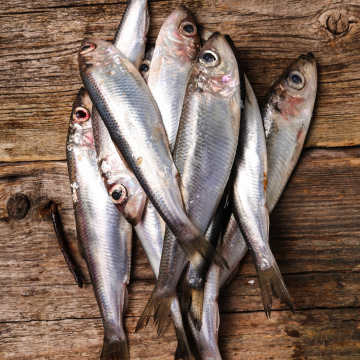 Sardine